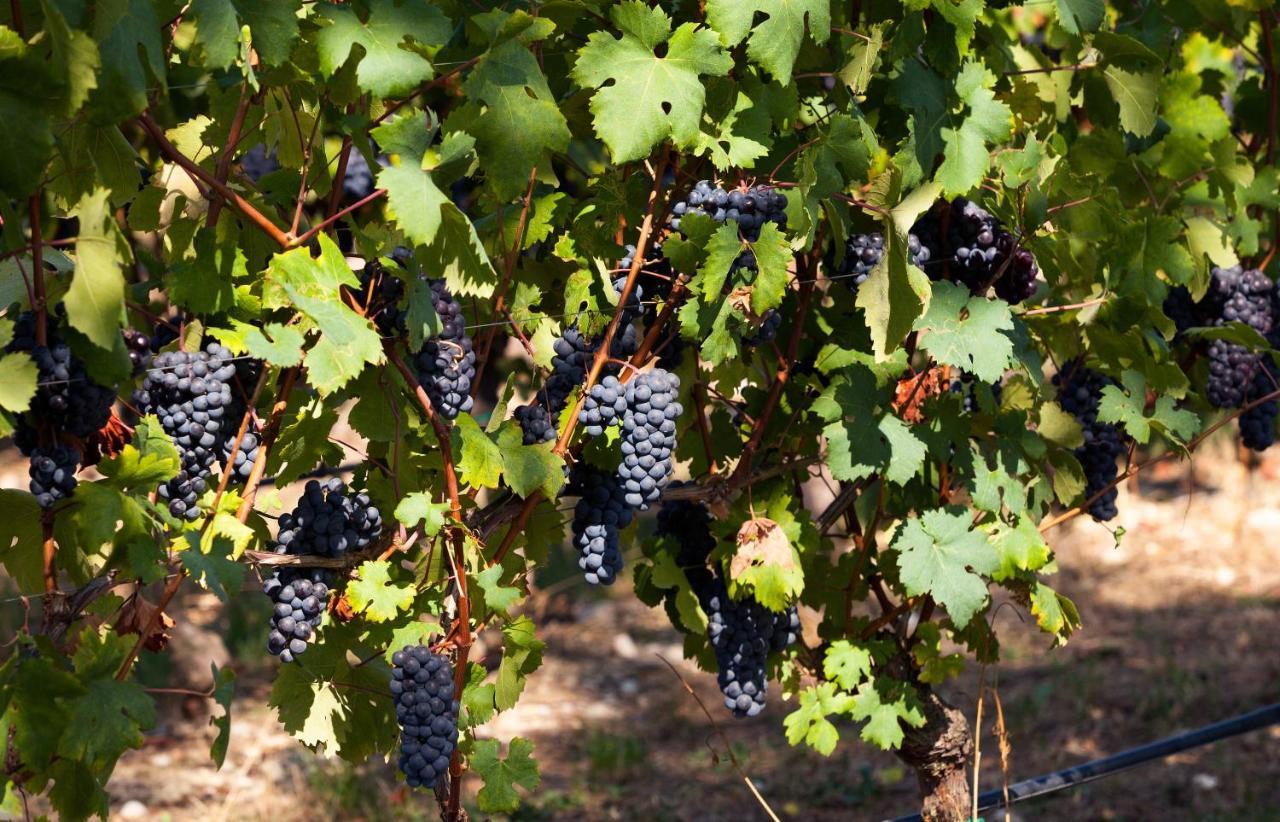 Cobue "Wine Resort & Spa" Pozzolengo Buitenkant foto
