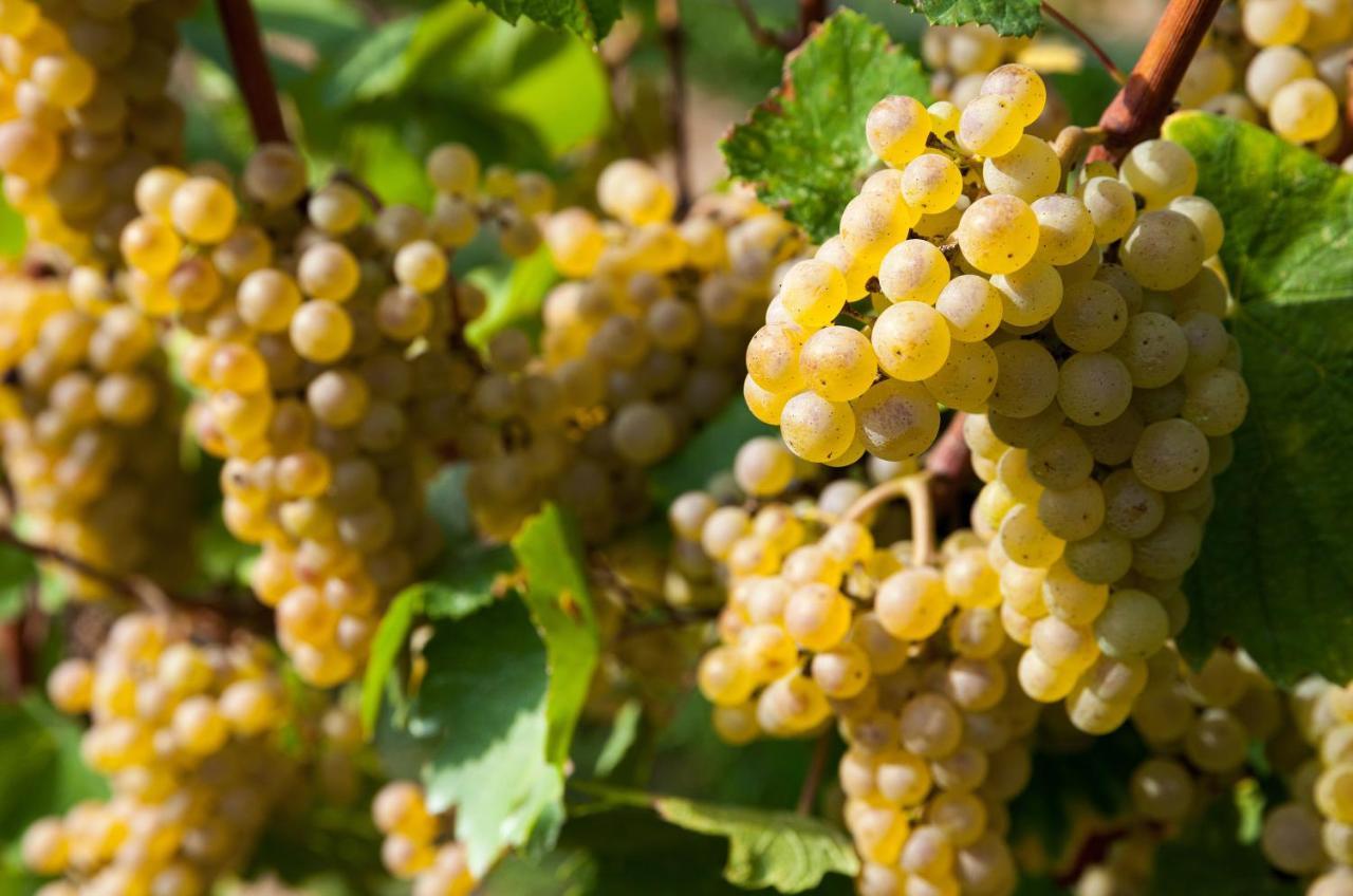 Cobue "Wine Resort & Spa" Pozzolengo Buitenkant foto